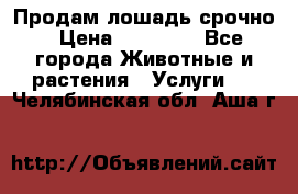 Продам лошадь срочно › Цена ­ 30 000 - Все города Животные и растения » Услуги   . Челябинская обл.,Аша г.